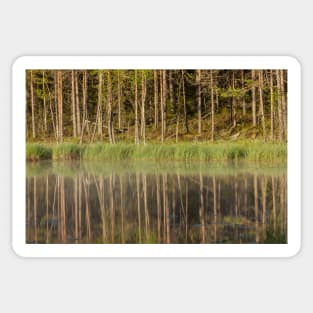 Forest reflecting to small lake at morning Sticker